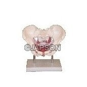 Female Pelvic Muscles and Organs Female Pelvic Muscles and Organs